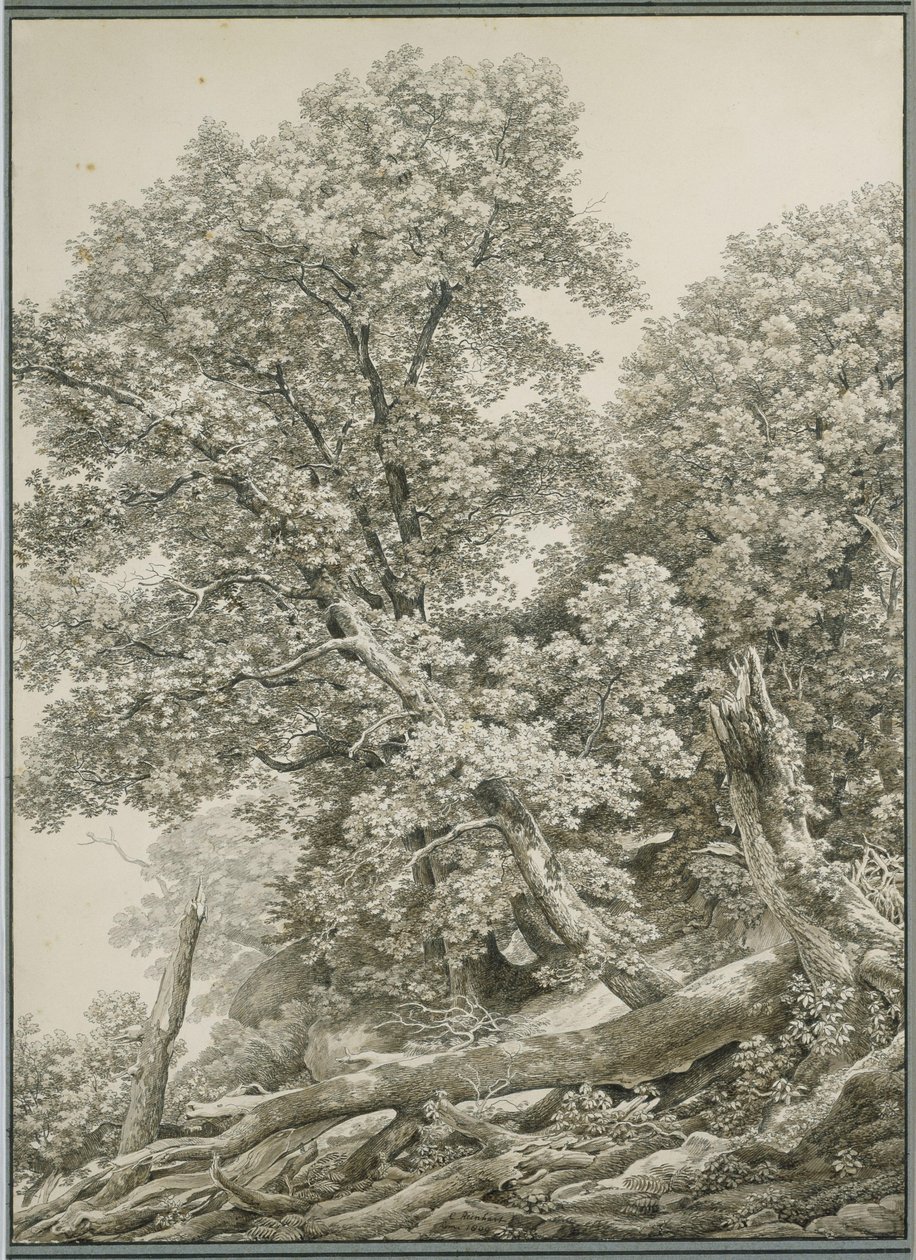 Grande estudo de árvore de Johann Christian Reinhart