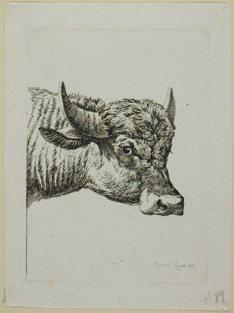 Cabeça de um búfalo, de Die Zweite Thiernahme de Johann Christian Reinhart
