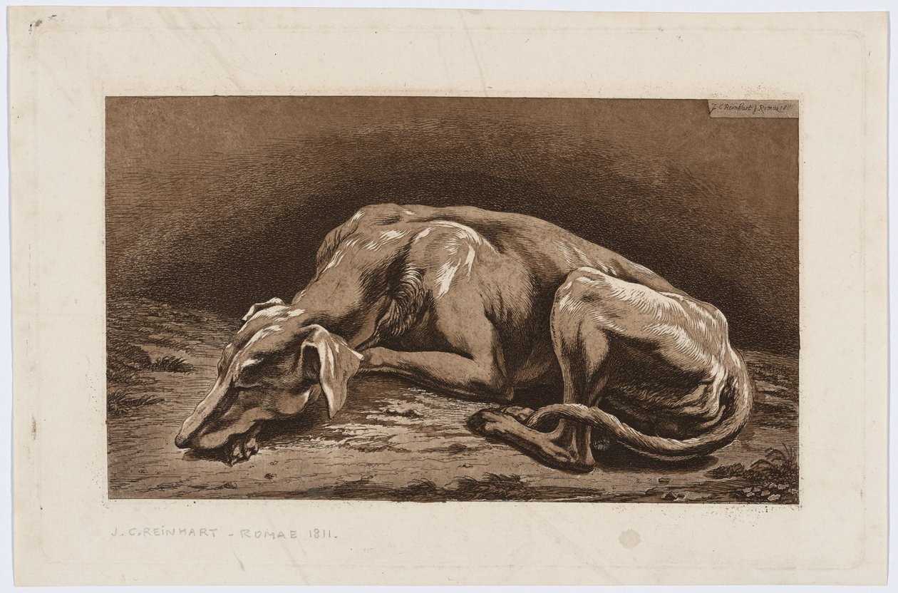 Galgo adormecido de Johann Christian Reinhart