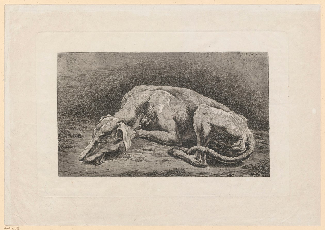 Galgo adormecido de Johann Christian Reinhart