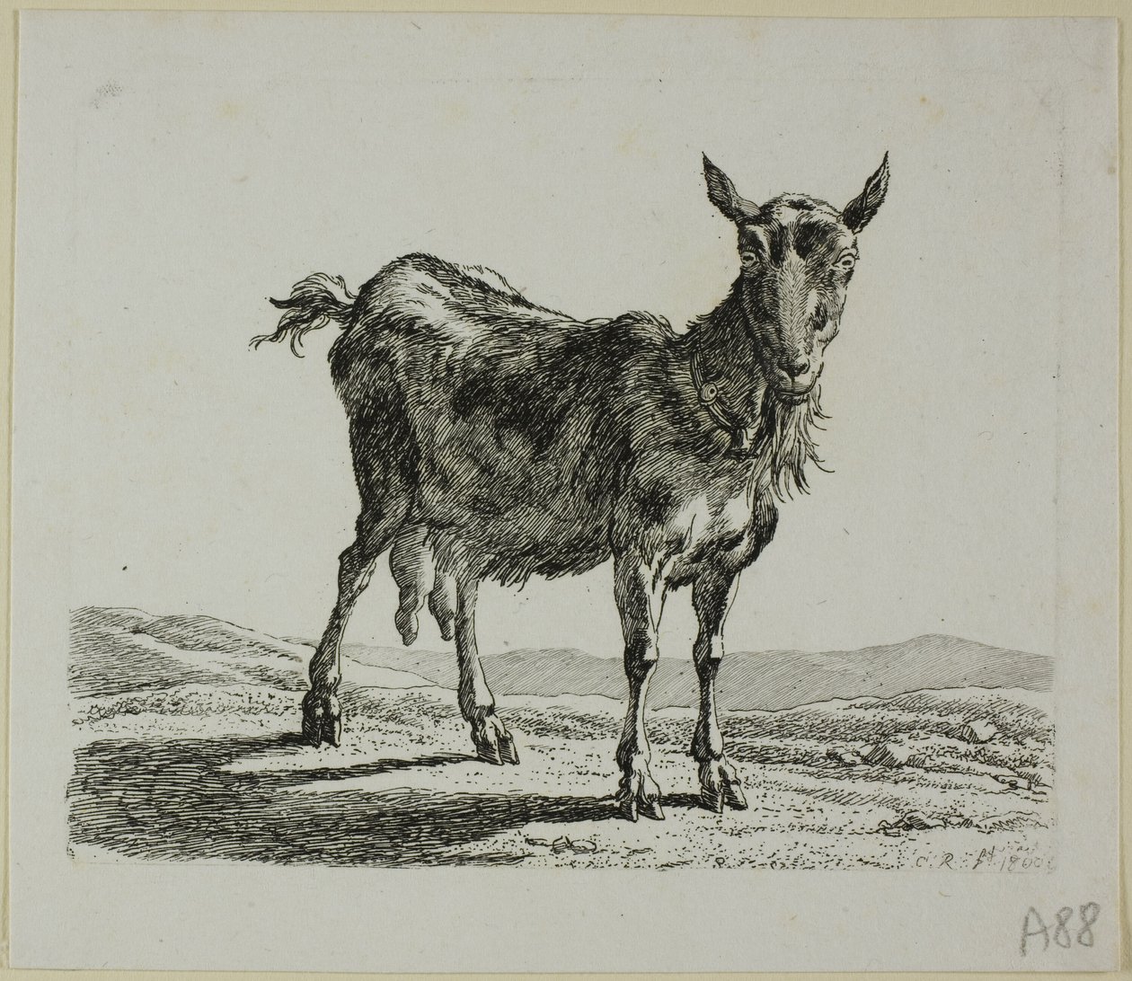 Cabra em pé, de Die Zweite Thiernahme de Johann Christian Reinhart