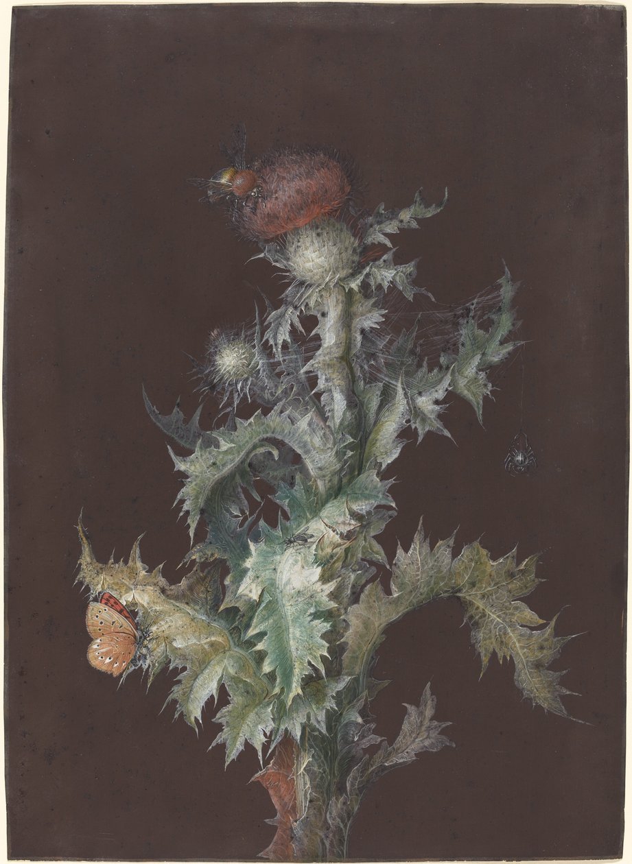 Cardo com insetos de Johann Christoph Dietzsch