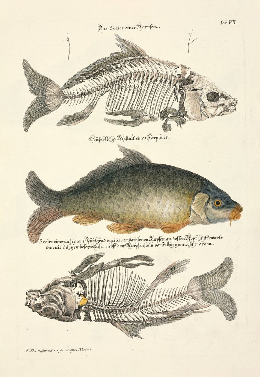  de Johann Daniel Meyer