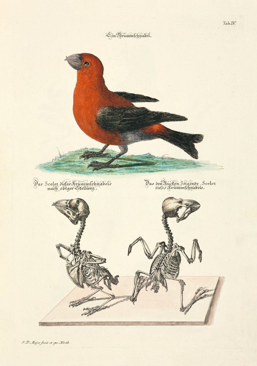  de Johann Daniel Meyer