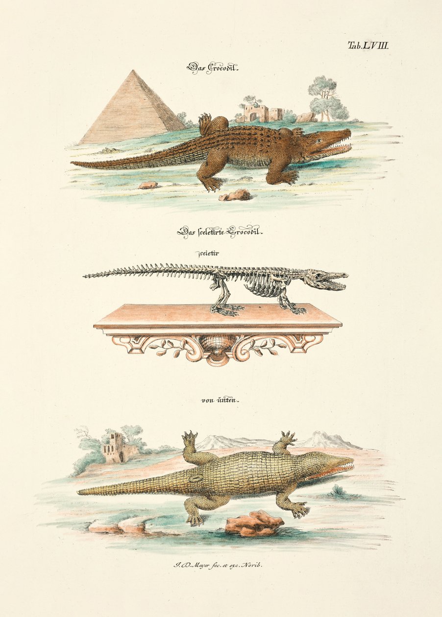 O crocodilo e o seu esqueleto de Johann Daniel Meyer