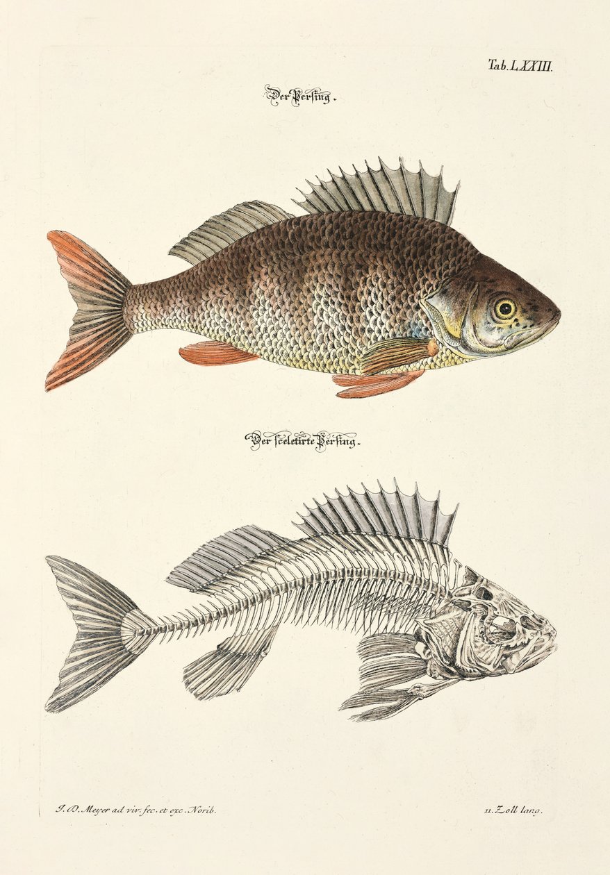  de Johann Daniel Meyer