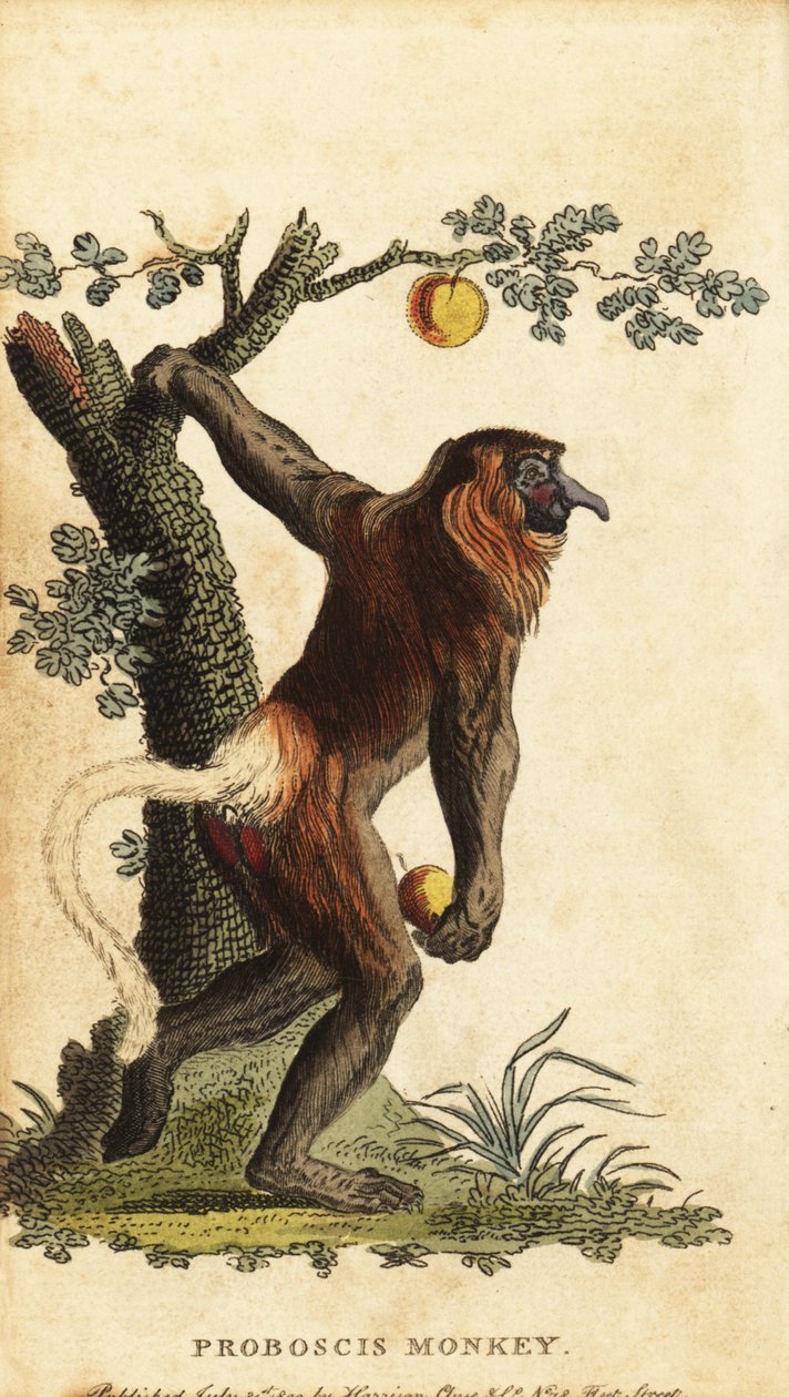 Macaco de nariz comprido, Nasalis larvatus. Ameaçado de extinção. ,1800 (gravura) de Johann Eberhard Ihle