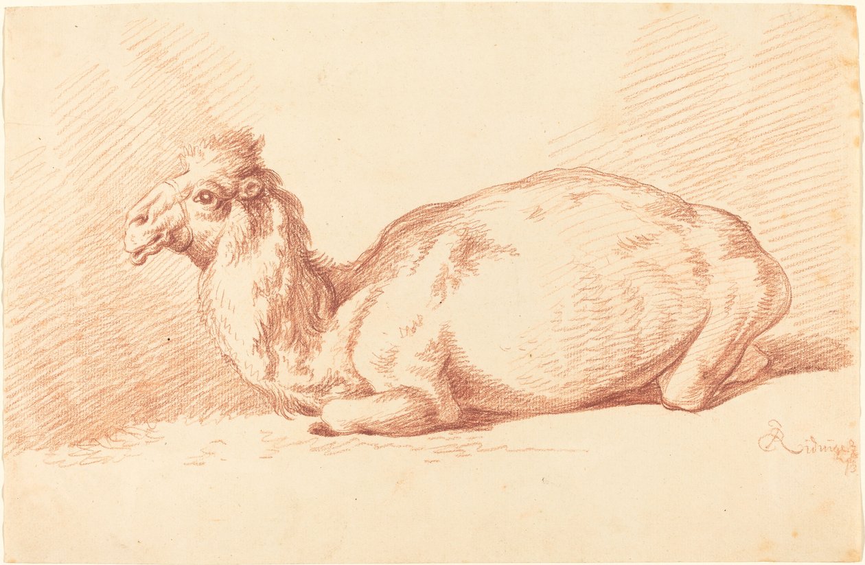 Um dromedário de Johann Elias Ridinger