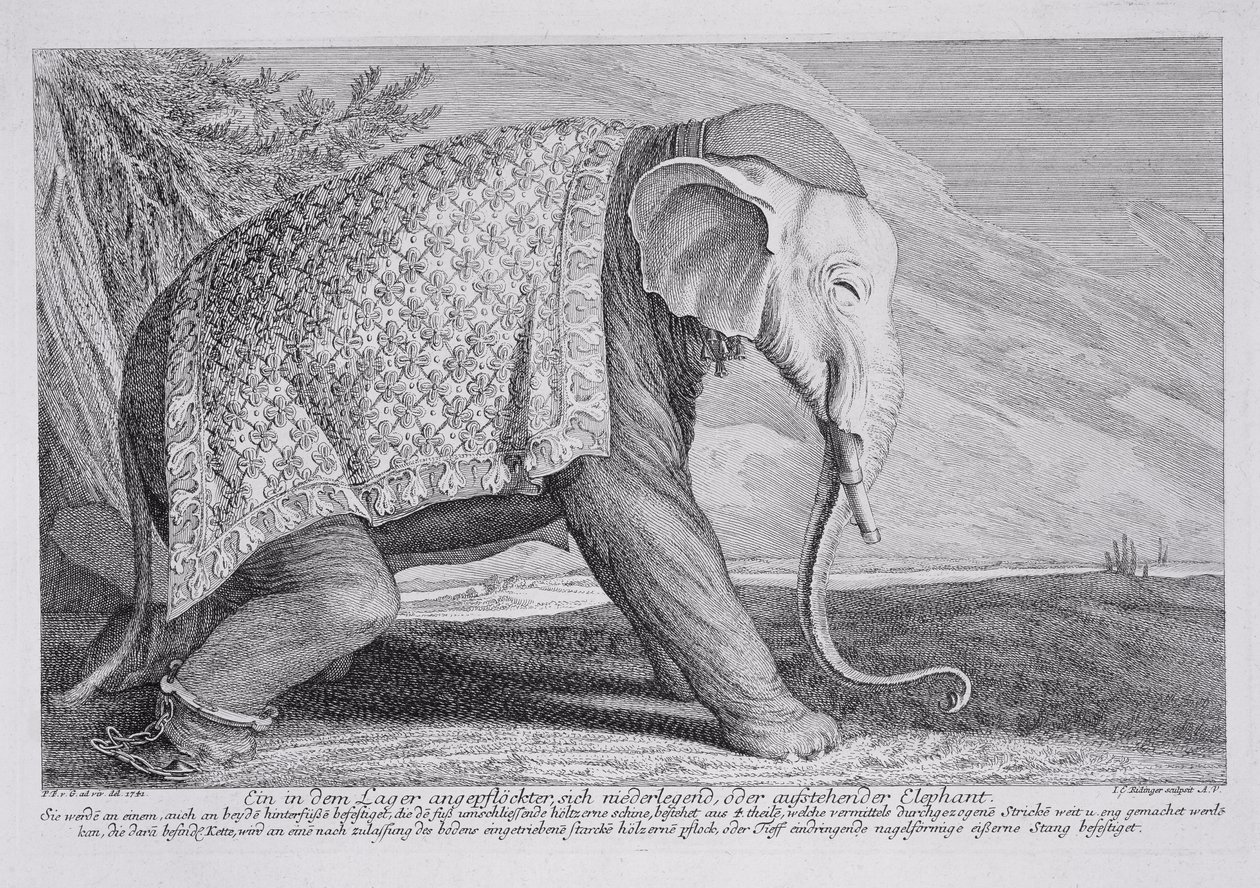Um elefante de Johann Elias Ridinger or Riedinger