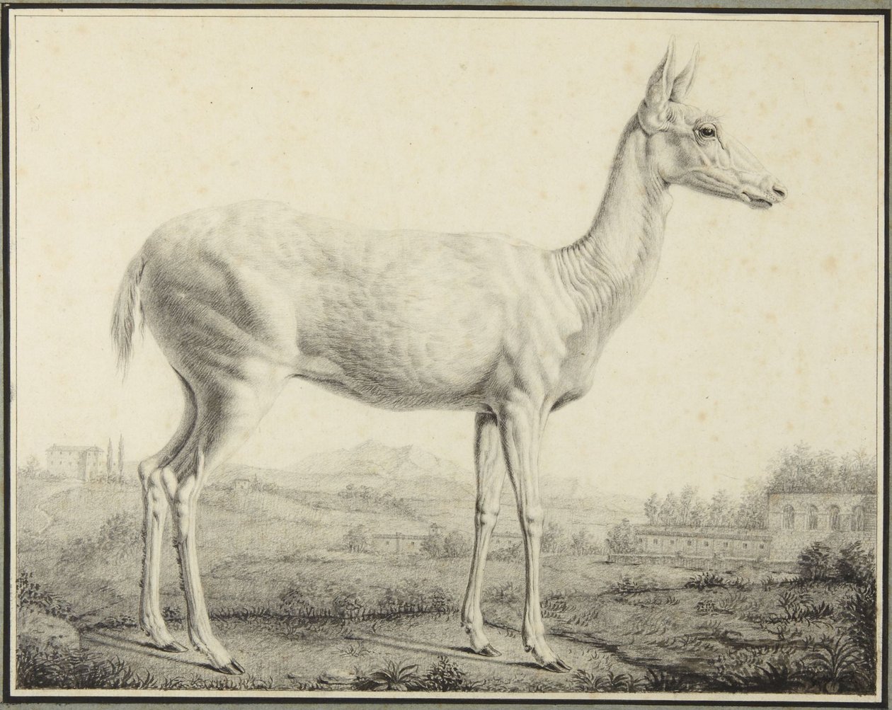 Veado de Johann Elias Ridinger