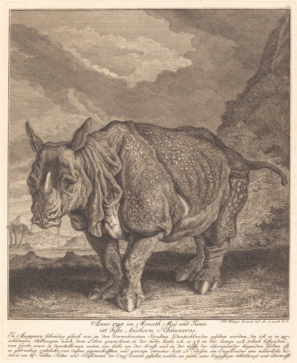 Rinoceronte de Johann Elias Ridinger