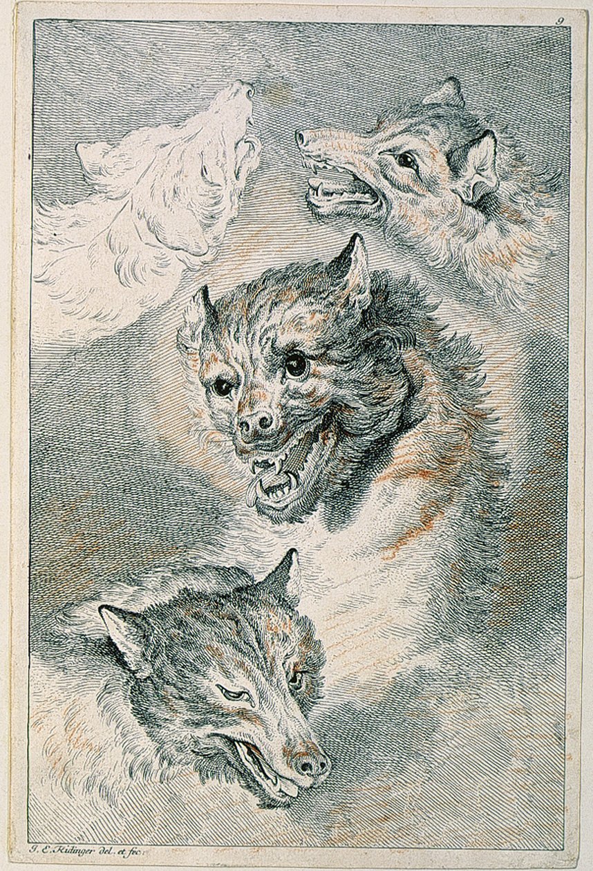 Quatro cabeças de lobo de Johann Elias Ridinger