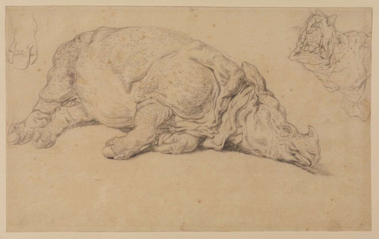 Rinoceronte deitado de lado de Johann Elias Ridinger or Riedinger