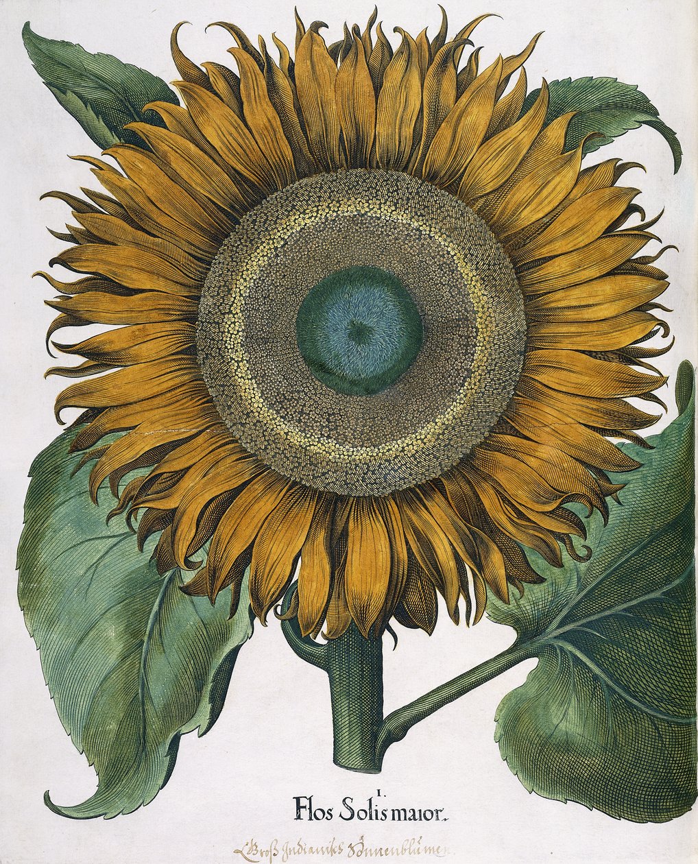 Flos Solis Maior, 1613 de Johann Ernst Rentsch