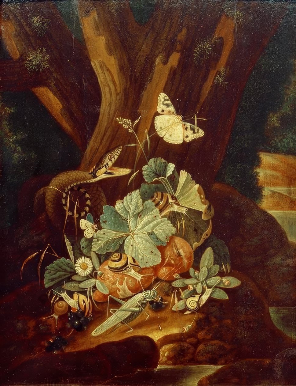 Insetos, caracóis e cobra de Johann Falch