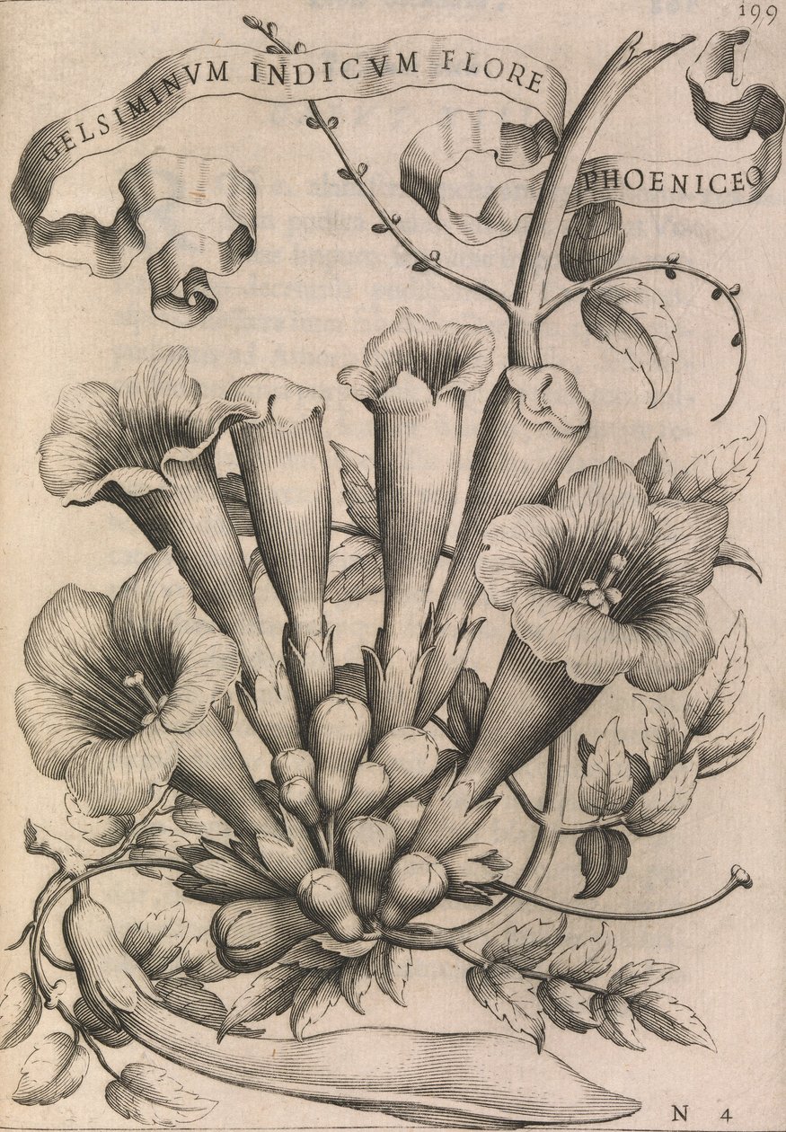 Gelsiminvm indicvm flore phoeniceo, 1633. de Johann Friedrich Greuter