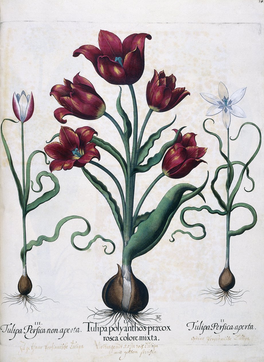 Tulipas, 1613 de Johann Friedrich Meyer