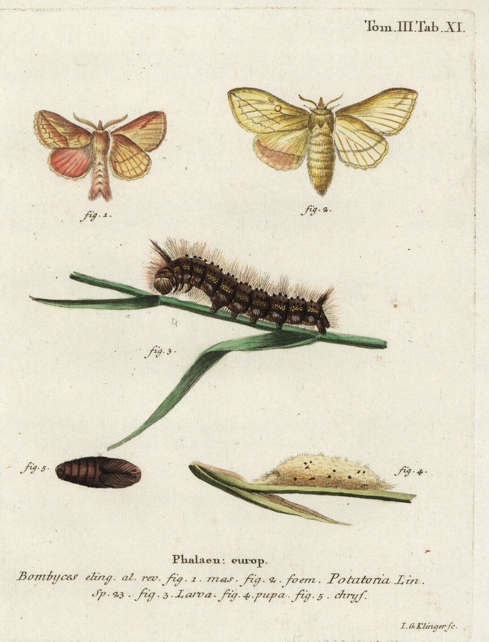 Traça bêbeda, Euthrix potatoria. de Johann Georg Klinger