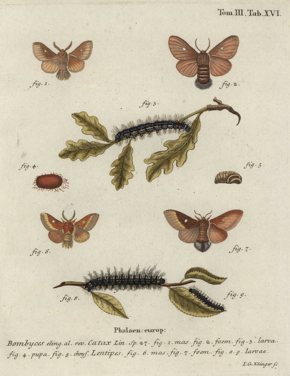 Águia-pesqueira oriental, Eriogaster catax. de Johann Georg Klinger