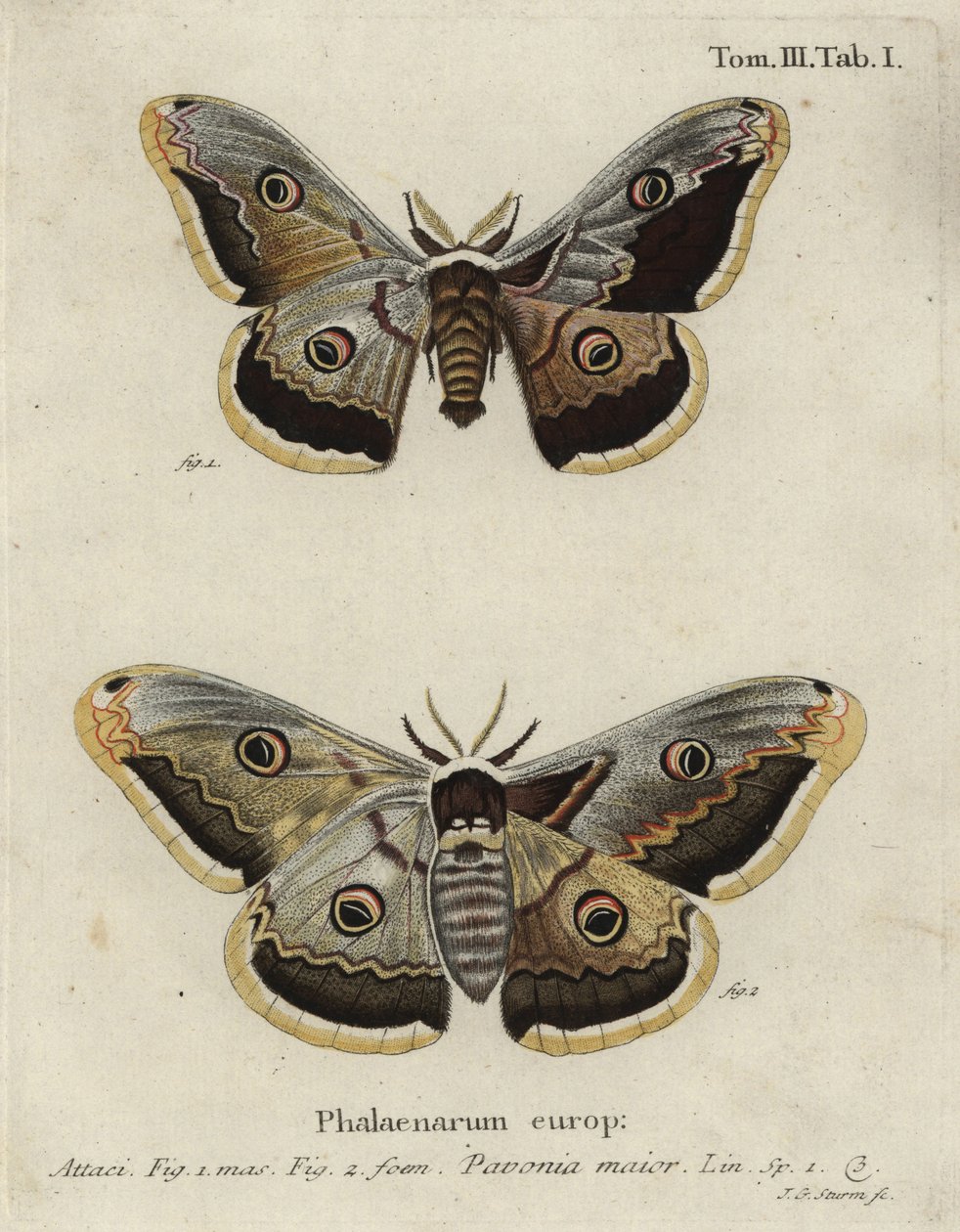 Traça Imperador, Saturnia pavonia. de Johann Georg Klinger