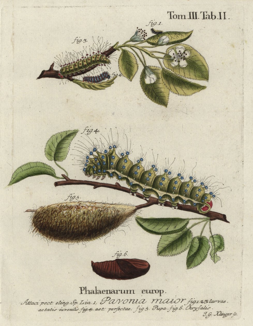 Traça imperatriz, Saturnia pavonia, larva, pupa, crisálida. de Johann Georg Klinger