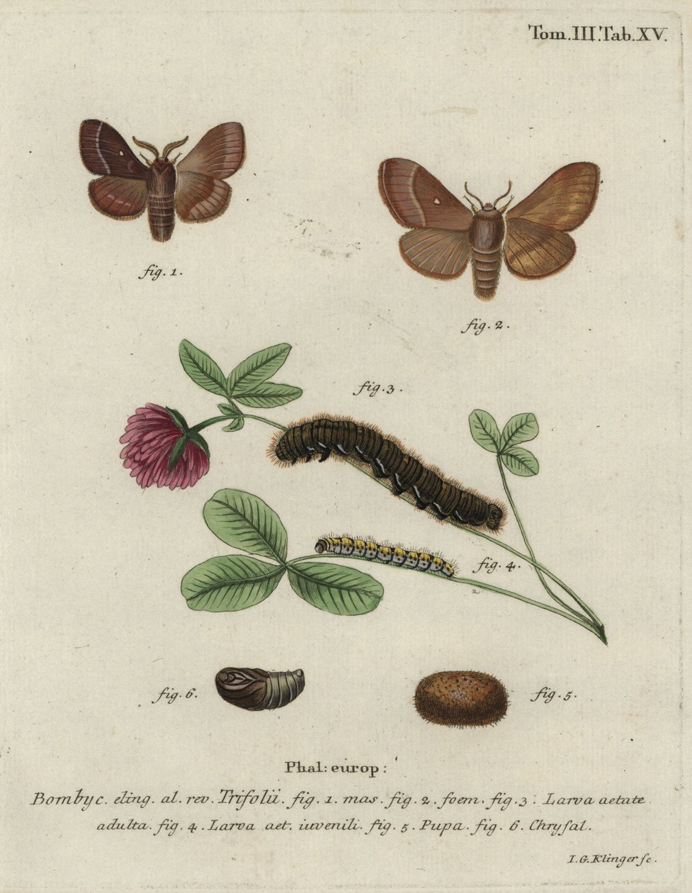 Ovo de erva, Lasiocampa trifolii. de Johann Georg Klinger