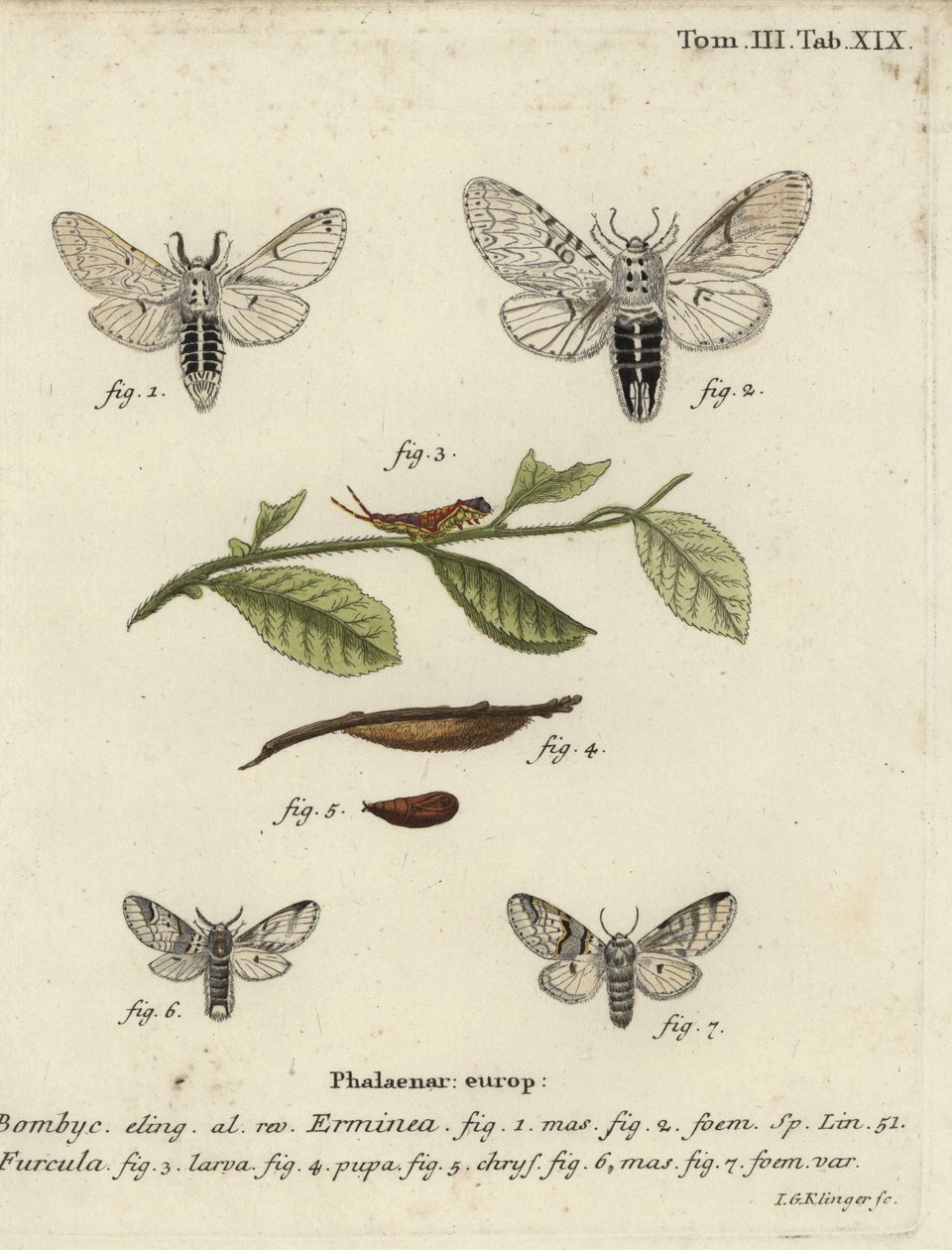 Traça menor, Cerura erminea. de Johann Georg Klinger