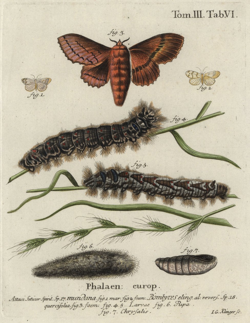 Rodapé Muslin e mariposas de carvalho. de Johann Georg Klinger