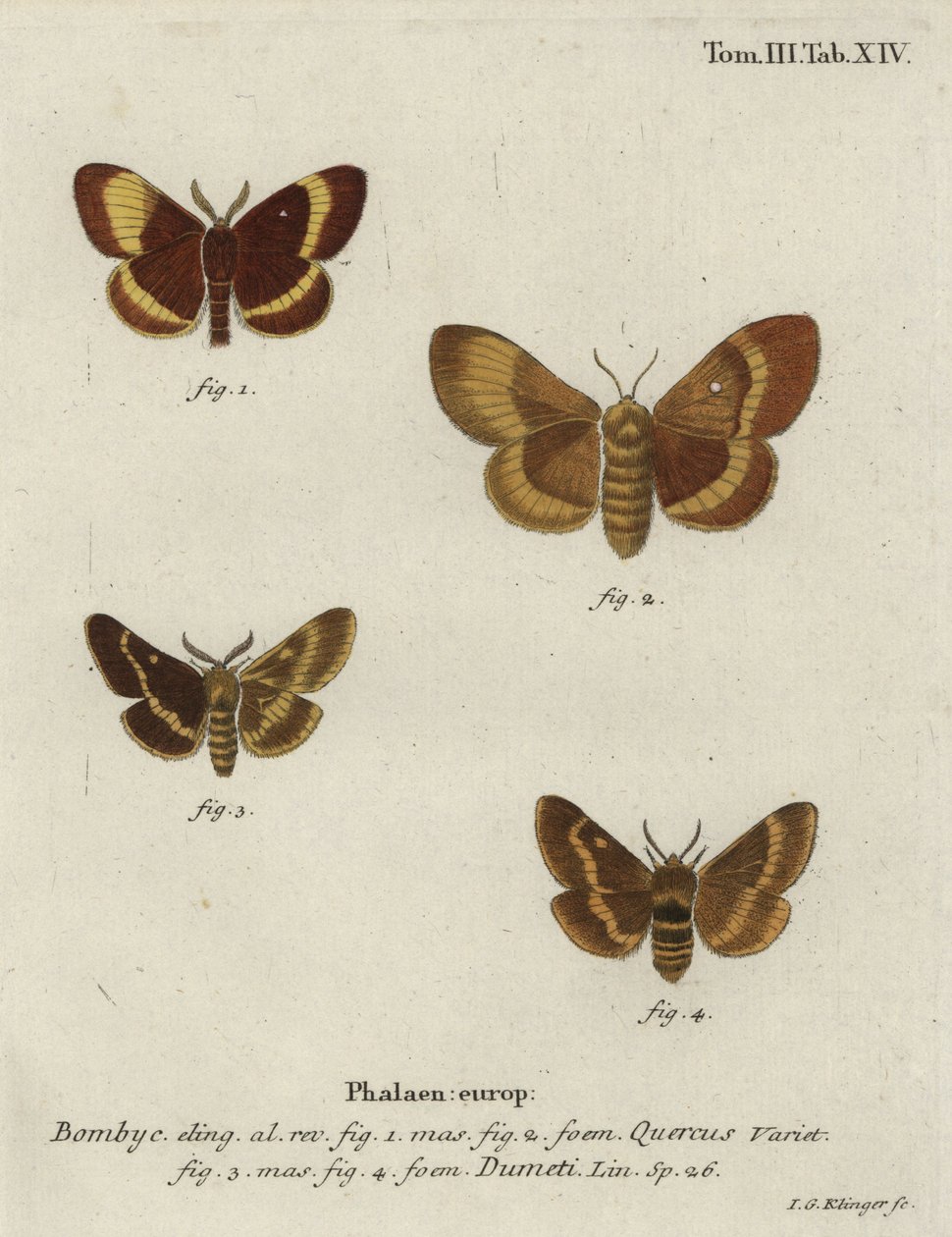 Mariposas de ovos de carvalho e erva. de Johann Georg Klinger