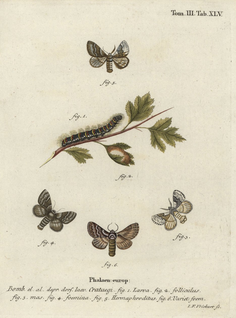 Ovo de carvalho pálido, Trichiura crataegi. de Johann Georg Klinger
