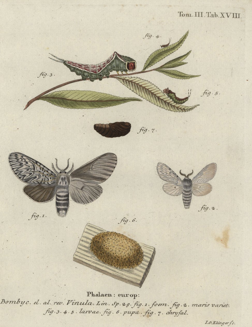 Traça de gato, Cerura vinula. de Johann Georg Klinger