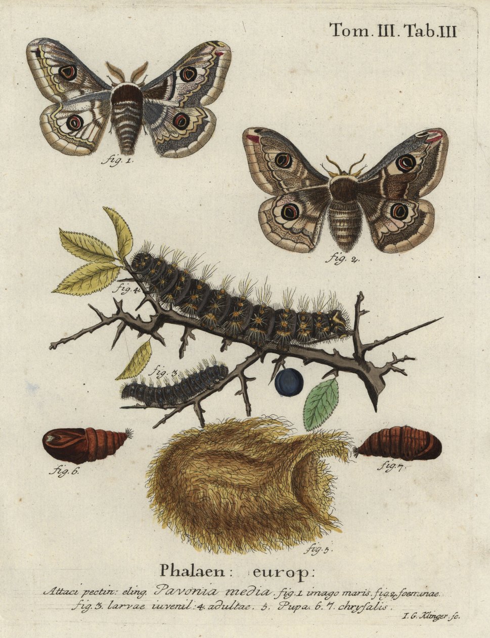 A traça imperatriz Sloe, Saturnia spini. de Johann Georg Klinger