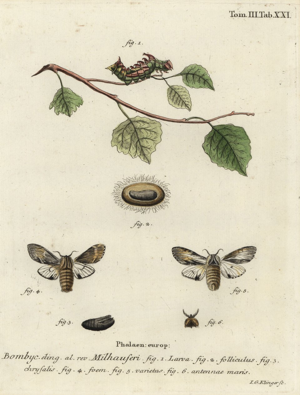 Tawny traça proeminente, Harpyia milhauseri. de Johann Georg Klinger