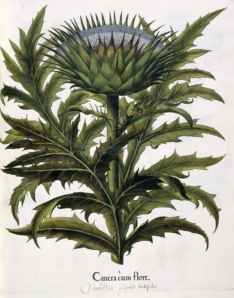 Cinera Cum Flore, 1613 de Johann Georg Ziesenis