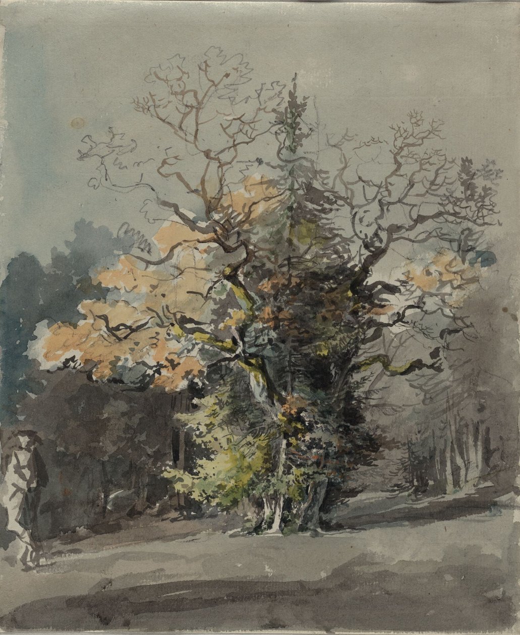 Grupo de árvores diante de uma floresta de Johann Georg von Dillis