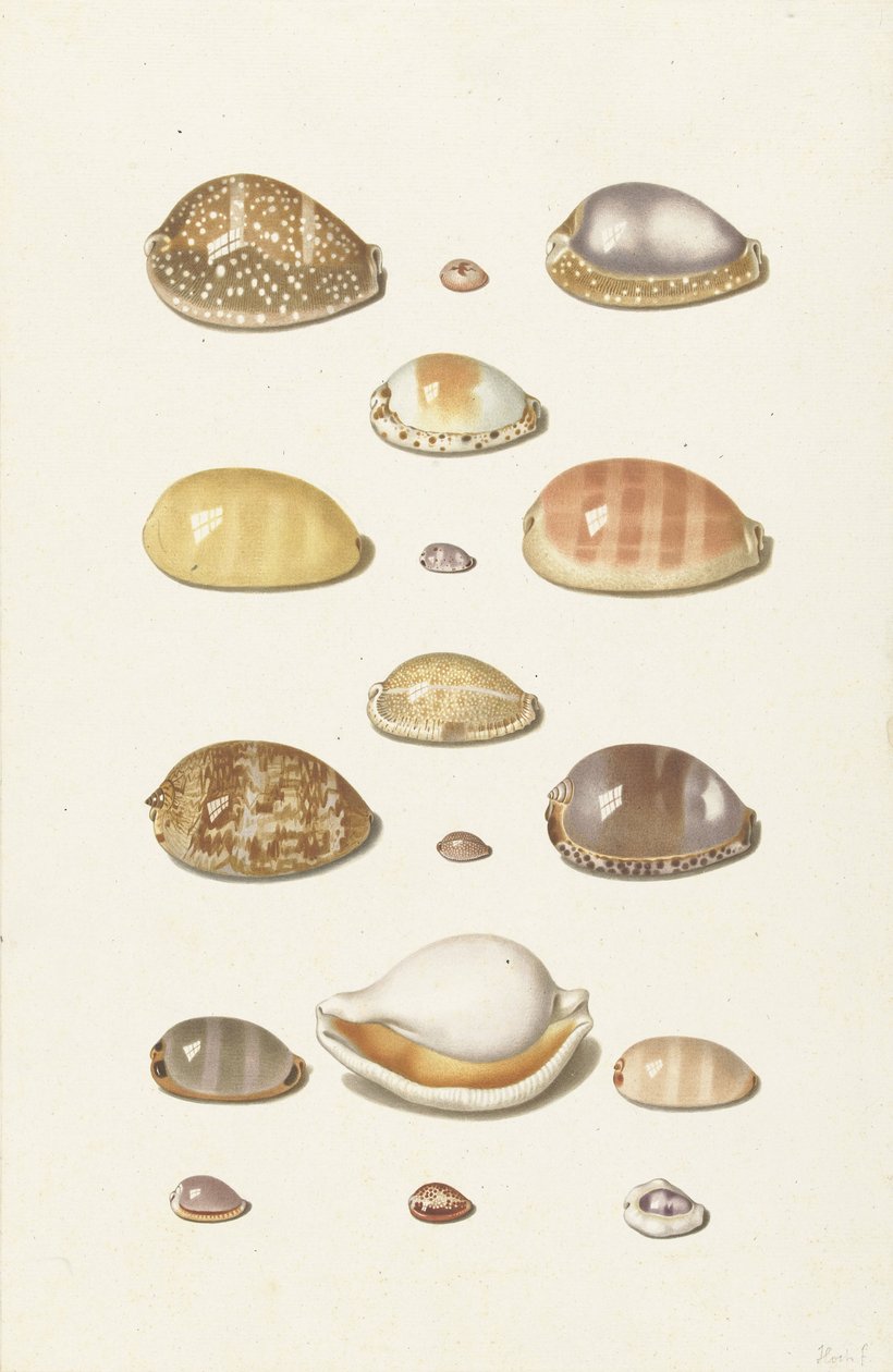 Conchas de Cauri de Johann Gustav Hoch