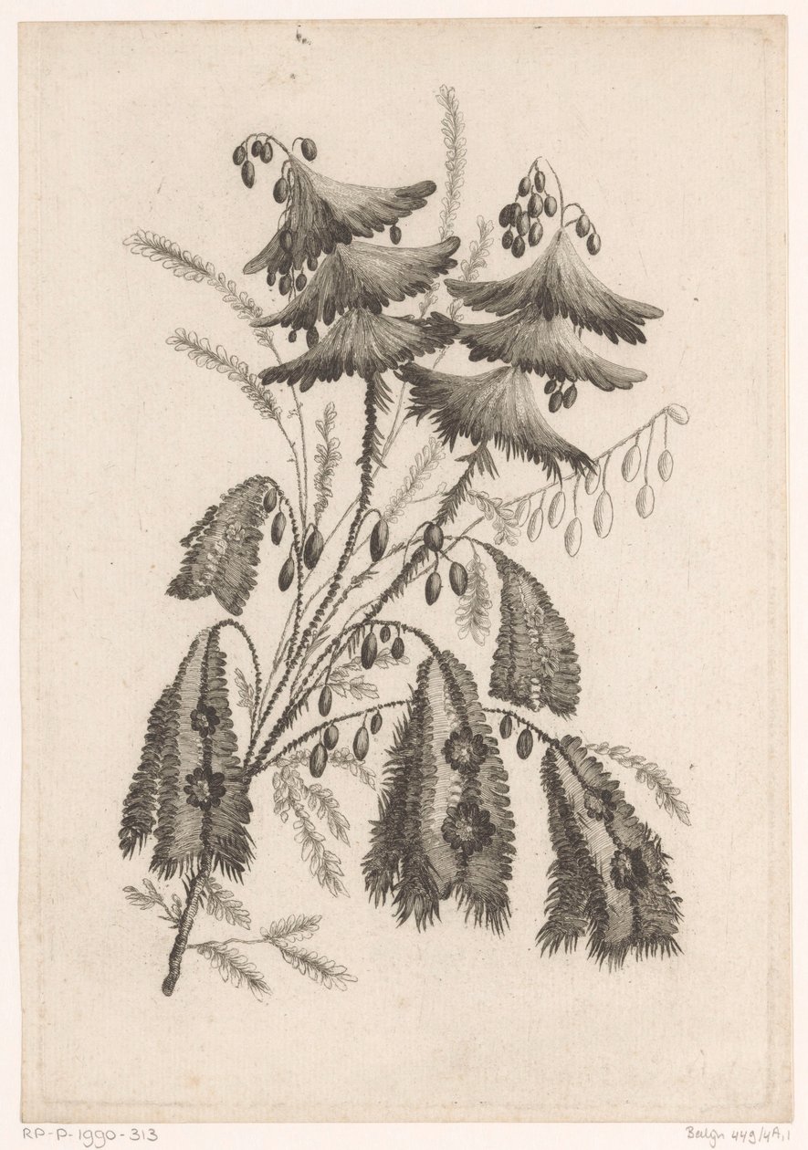 Parasolachtige bloemen Coleção de Flores de Novo Gosto; Para a Manufacture des Etoffes de Perse (título da série) de Johann Heinrich  Hess