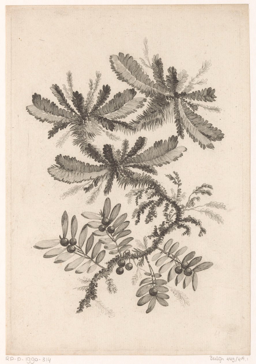 Taken com Bessen Coleção de Flores de Novo Gosto; Para a Manufacture des Etoffes de Perse (título da série) de Johann Heinrich  Hess