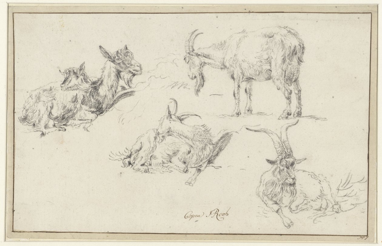 Estudos de uma cabra de Johann Heinrich Roos (possibly)