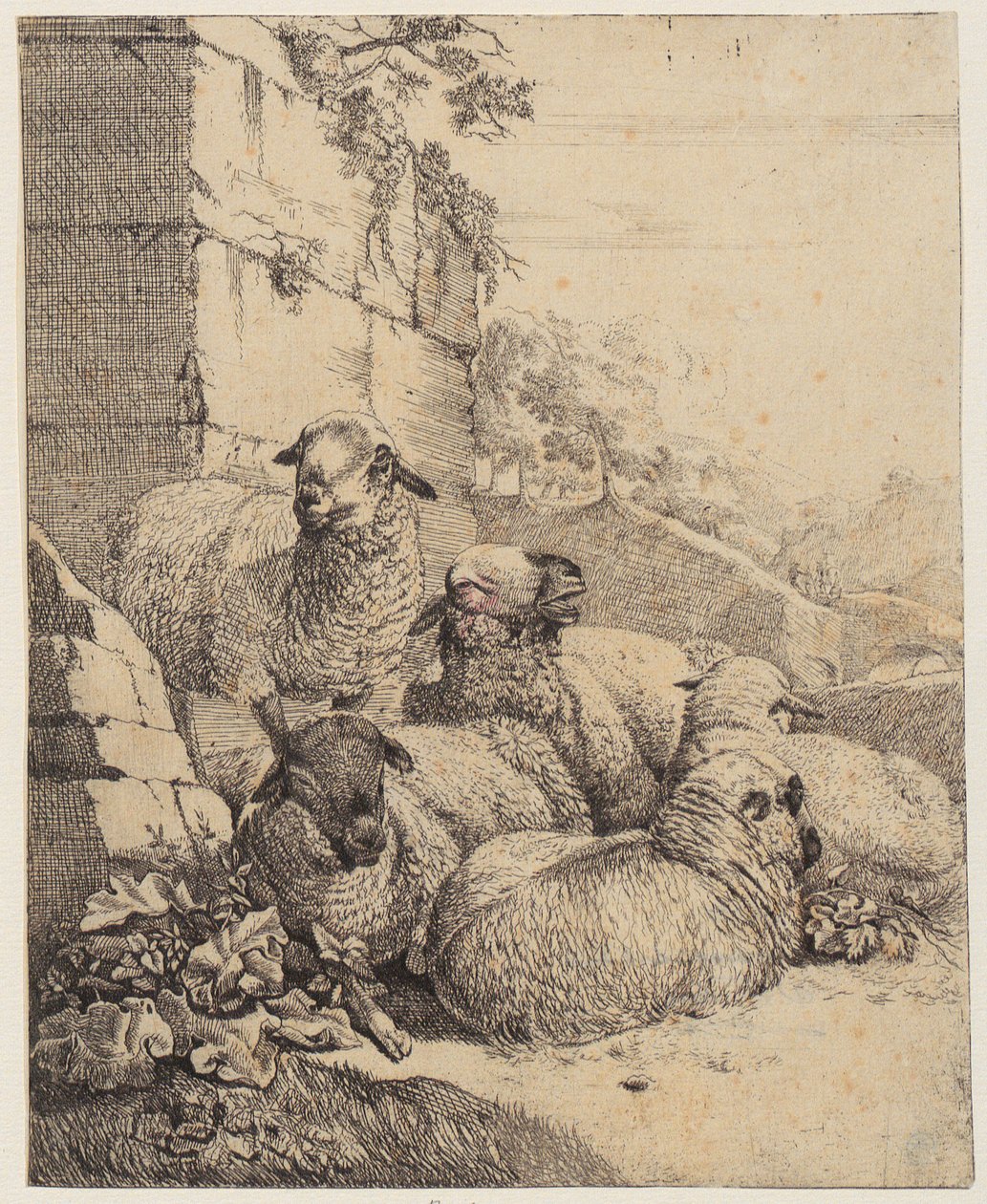 Quatro ovelhas deitadas e uma de pé diante de um muro, folha da série «Ovelhas e cabras» de Johann Heinrich Roos