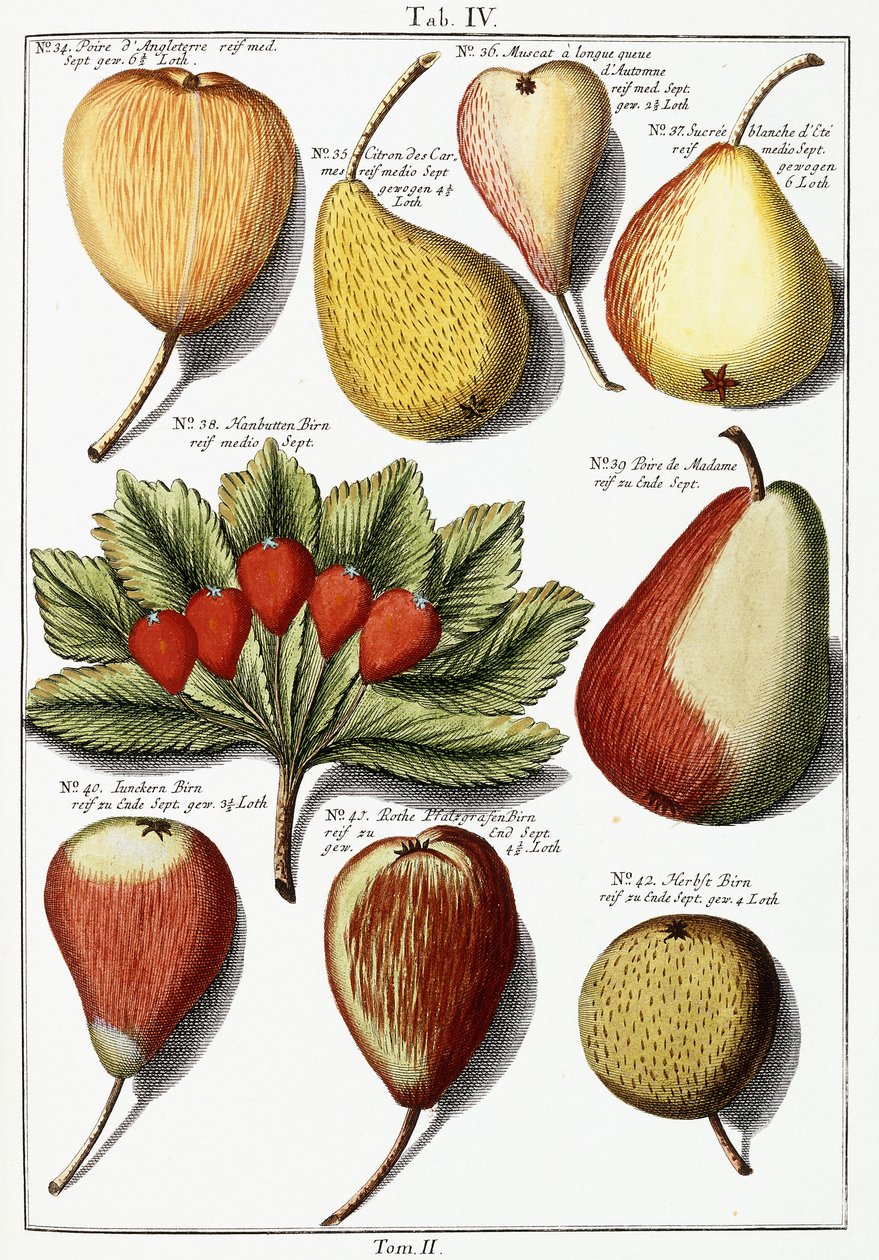Várias espécies de pera, 1760-1766 de Johann Hermann Knoop
