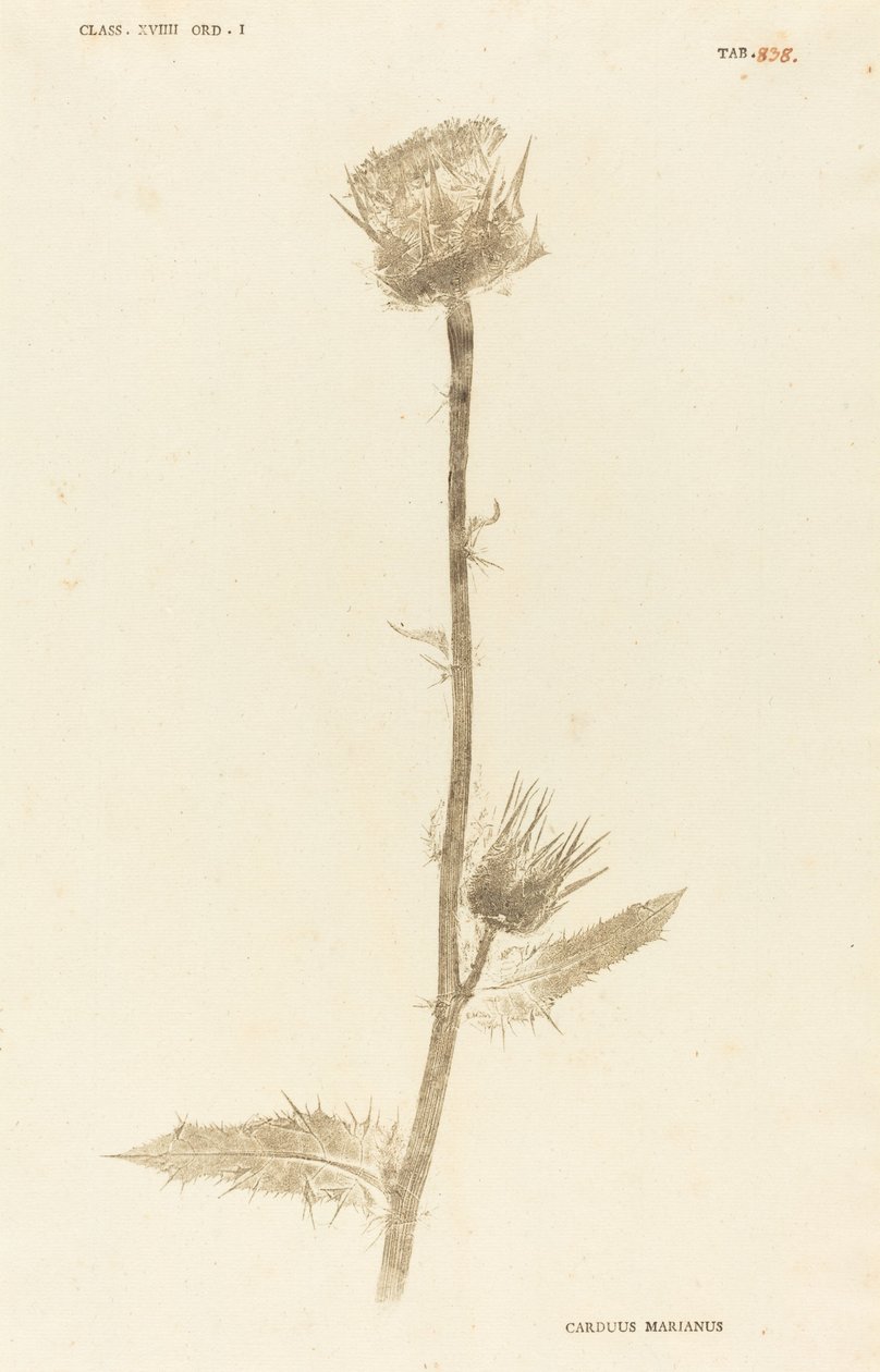 Maarian Carduus de Johann Hieronymus Kniphof