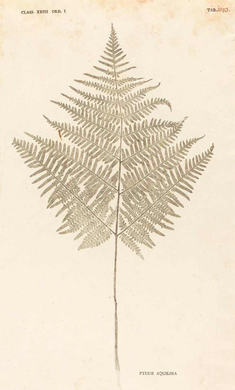 Pteris Aquilina de Johann Hieronymus Kniphof