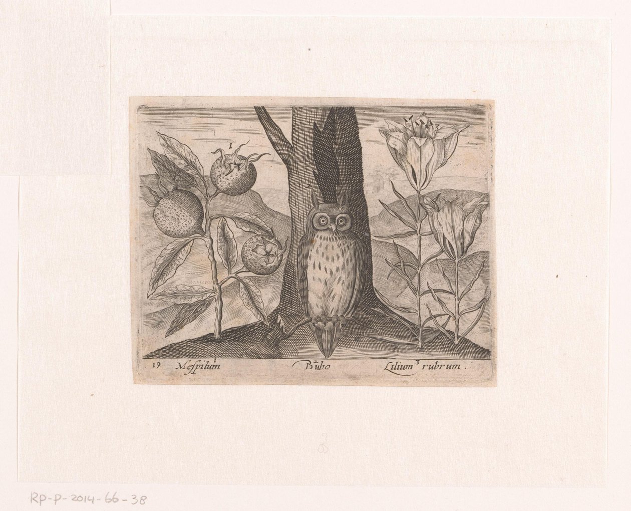 Série de gravuras com Flores e Animais numa Paisagem
Paisagem com medlar, lírio e coruja
Paisagens com animais, plantas e flores (título da série) de Johann Hogenberg