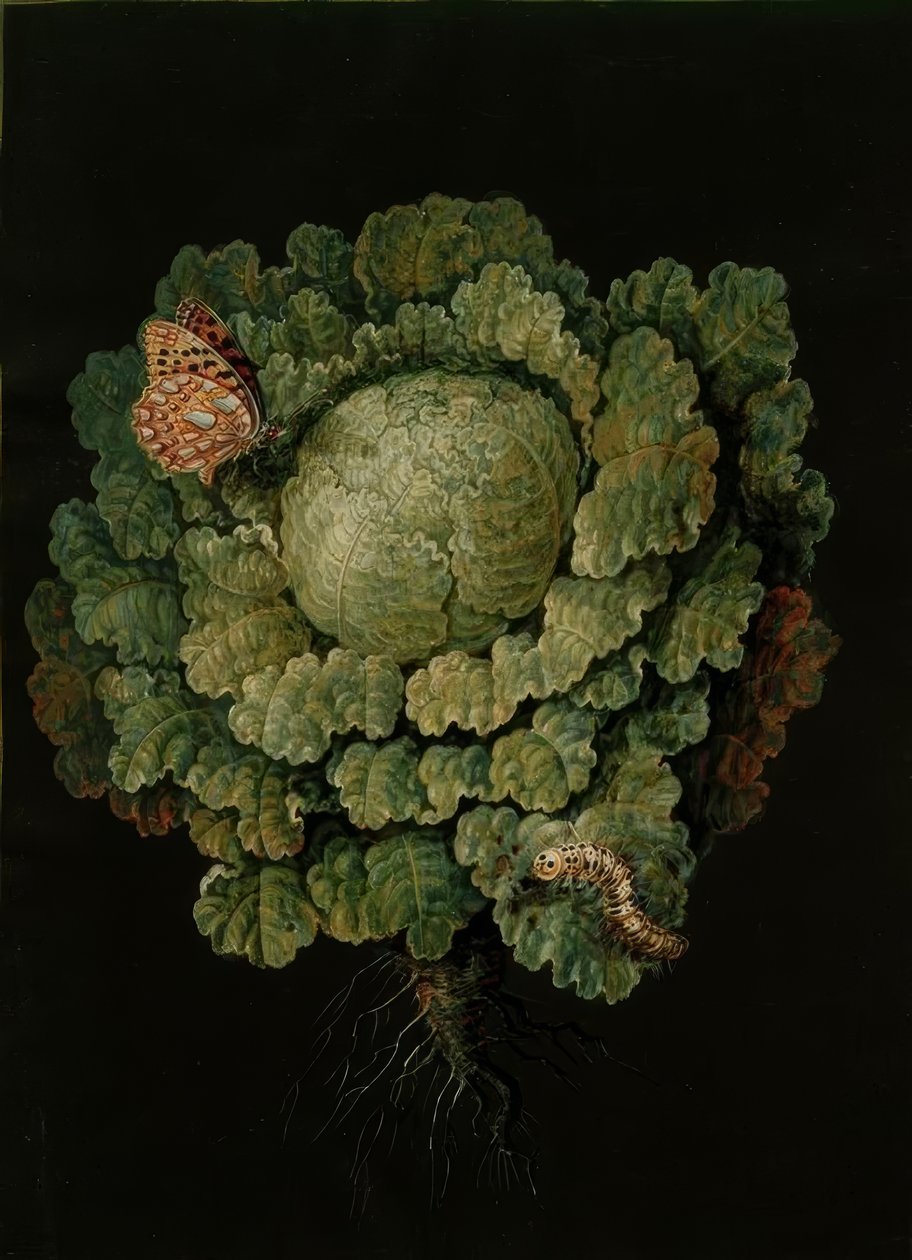 Couve-lombarda - repolho, Falter - J. u. B.Dietzsch de Johann Jacob Dietzsch