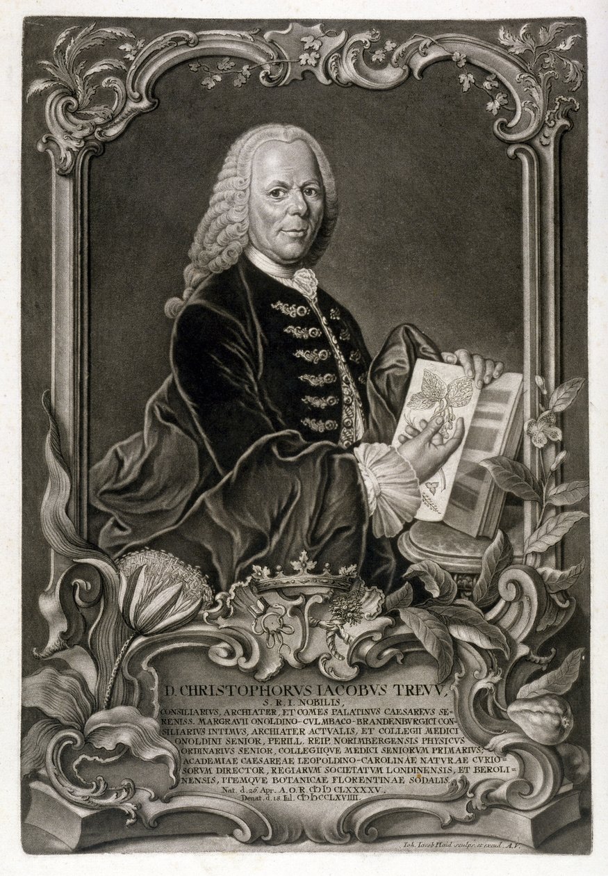 CJ Trew, Botânico, pub. c.1768 de Johann Jakob Haid