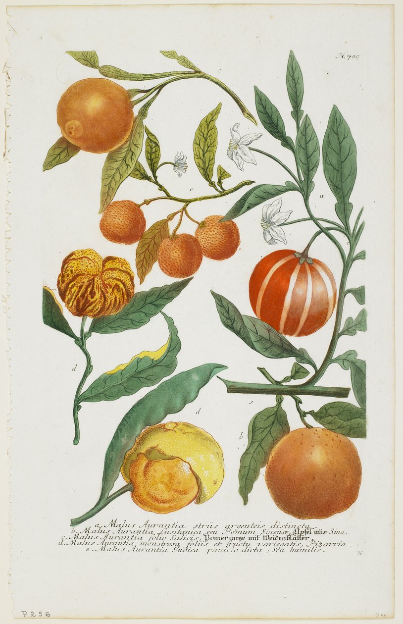 ae Malus Aurantia etc., de Phytanthoza Iconographia, 1735-45 de Johann Jakob Haid
