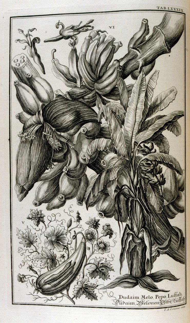 Plantas e frutos bíblicos incluindo mandrágora e melão de Johann Jakob Scheuchzer