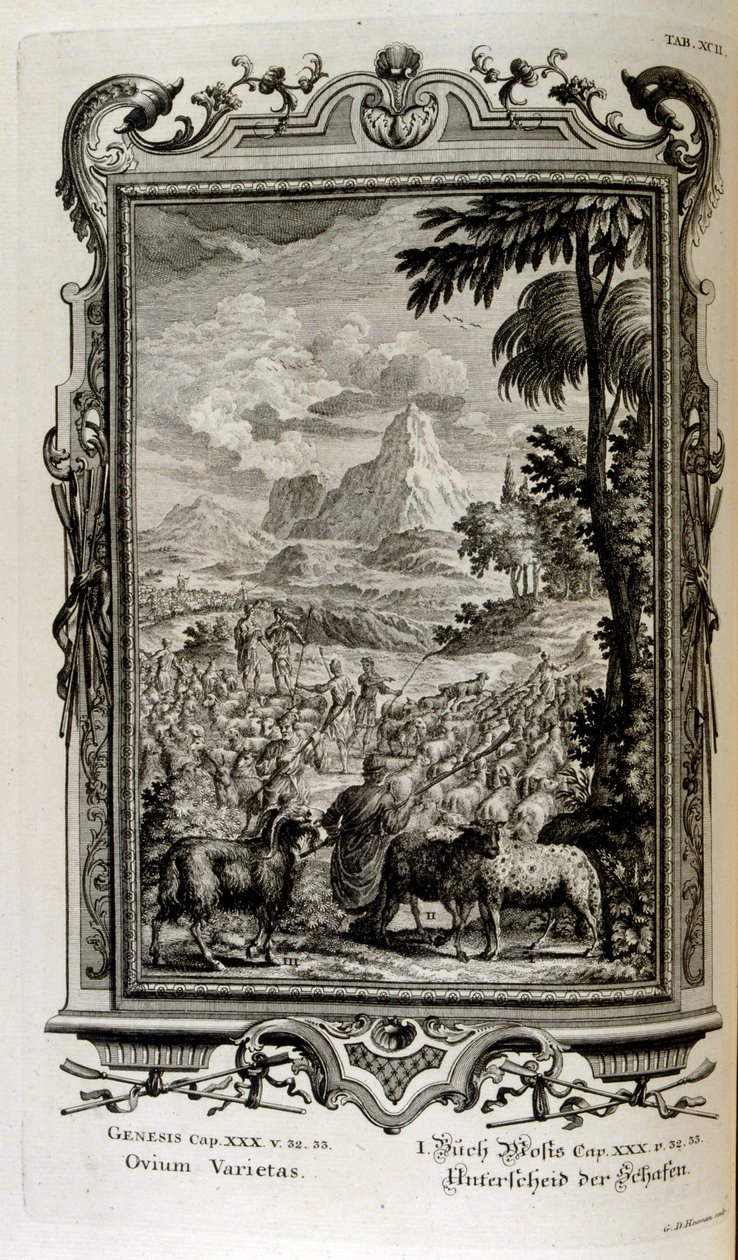 Variedades bíblicas de ovelhas de Johann Jakob Scheuchzer