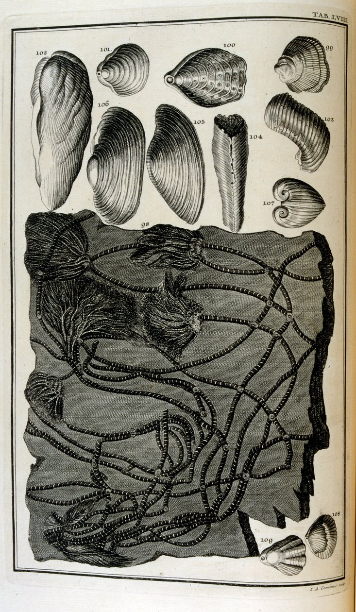 Os ossos fossilizados representavam animais destruídos pelo grande dilúvio bíblico de Johann Jakob Scheuchzer